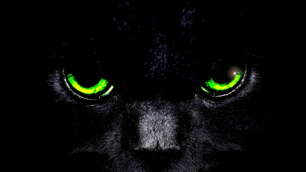 Cat with green eyes