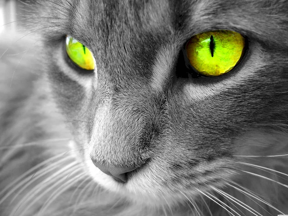 Cat with green eyes