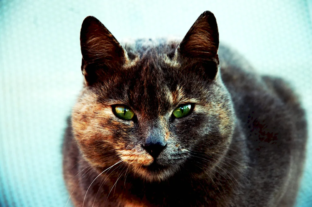 Green-eyed cat