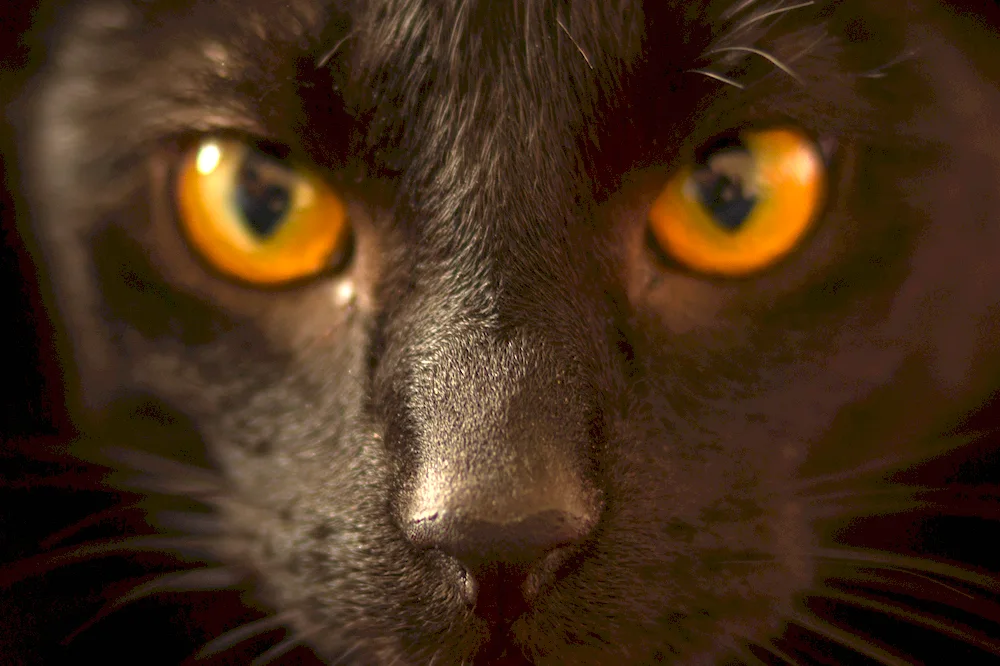 Bombay cat