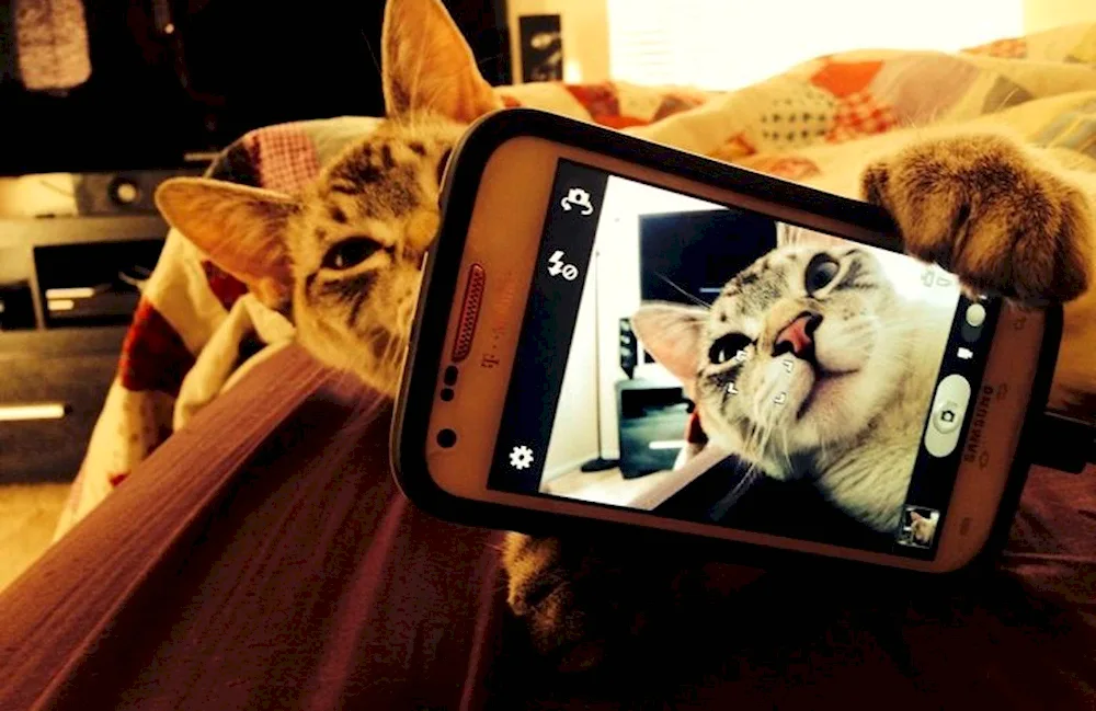 Cat pictures on the phone