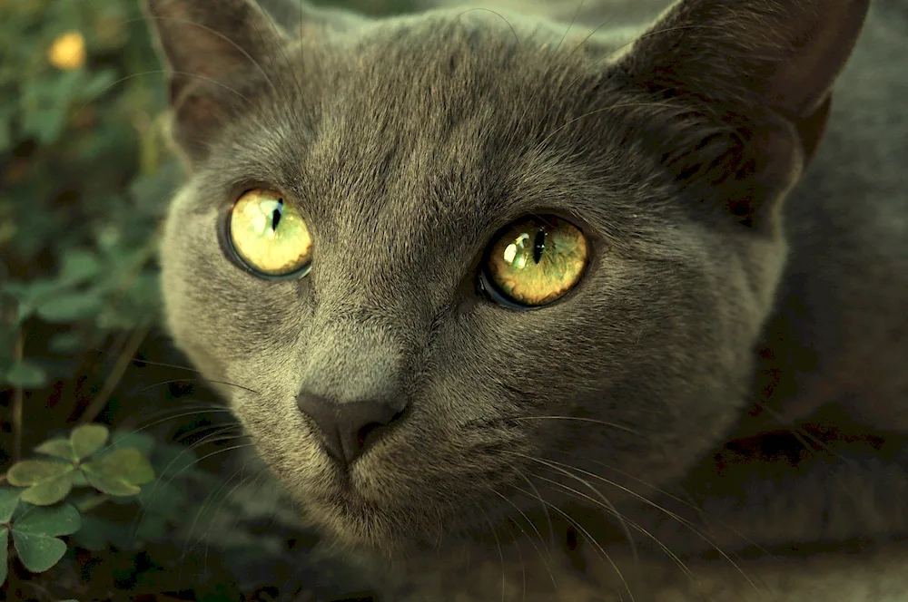 Green-eyed cat