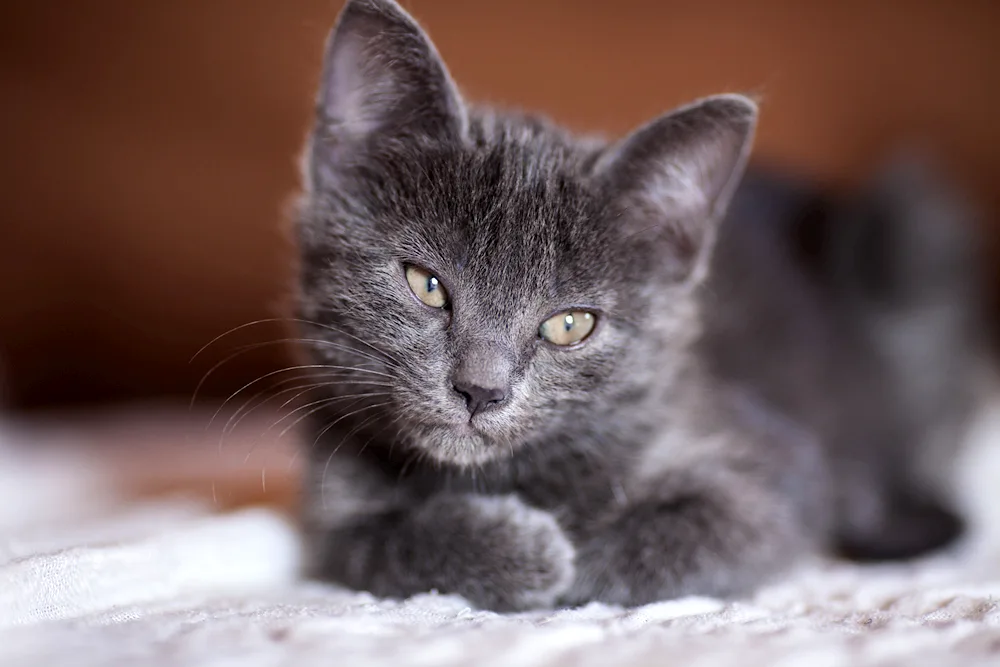 Russian blue cat straight-eared