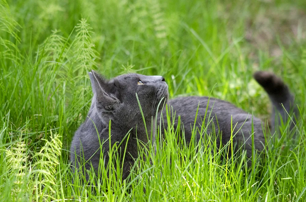 Canadian Lynx cat