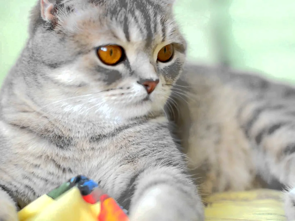 British shorthair cat