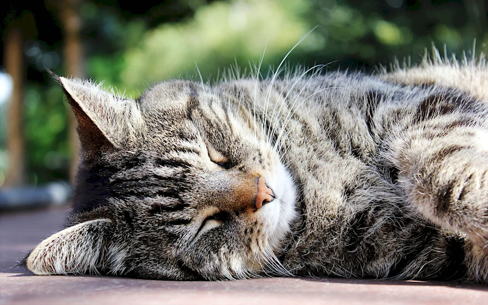 Sleeping cat