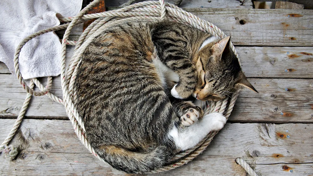 Sleeping cat