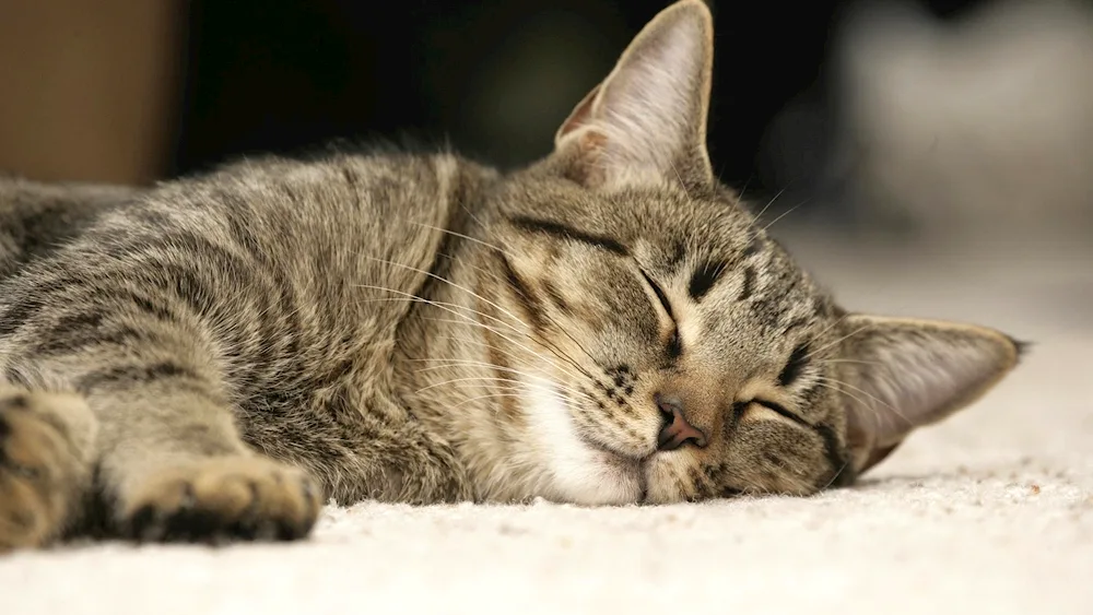 Sleeping cat