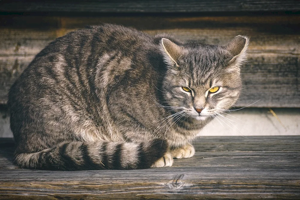 Mackerel tabby cat