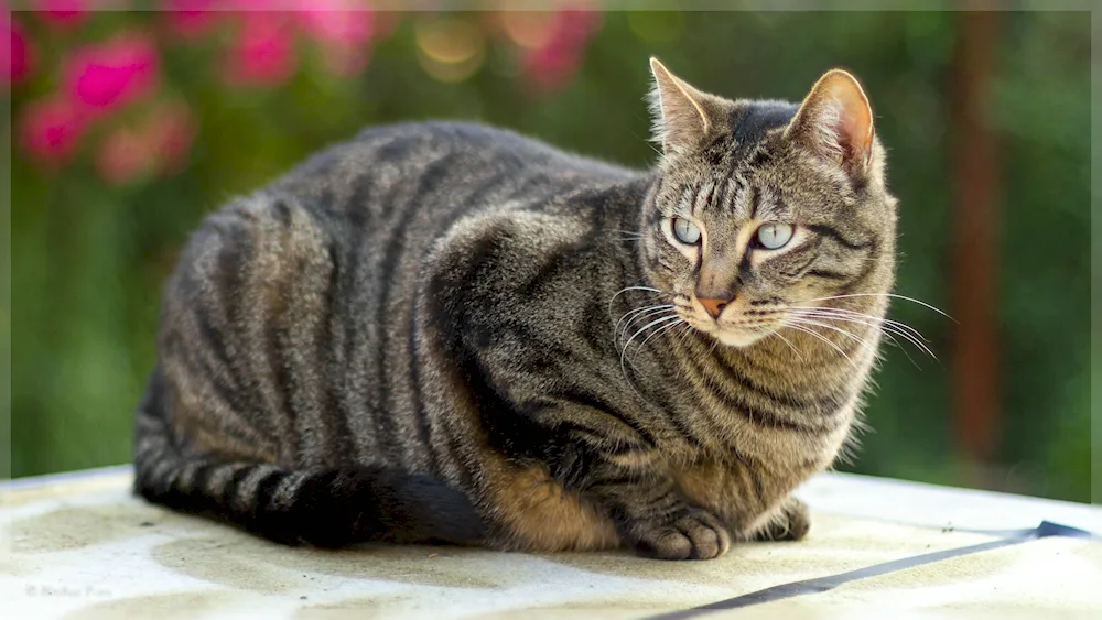 European shorthair tabby cat mackerel