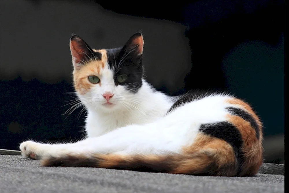 Tricolour shorthair cat