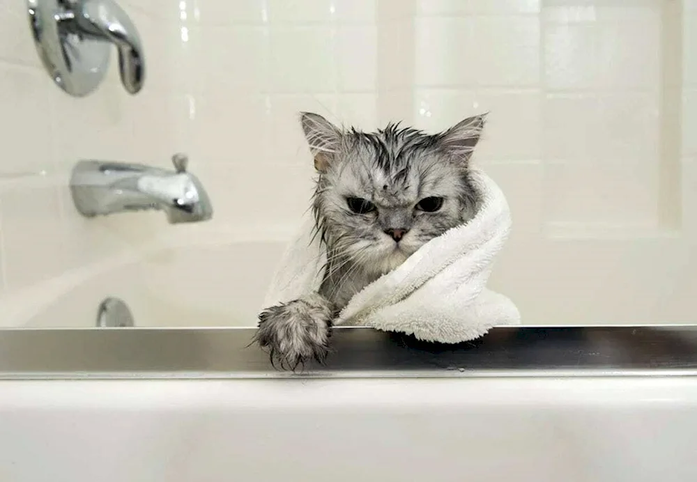 Cat washing up