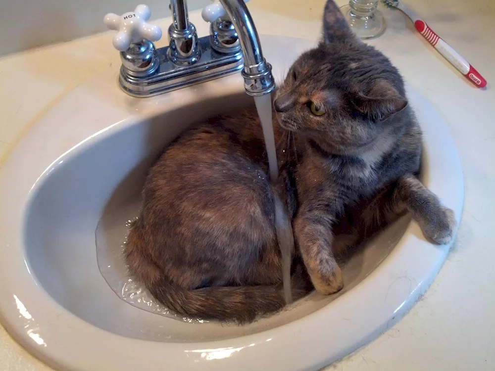 Cat bathing