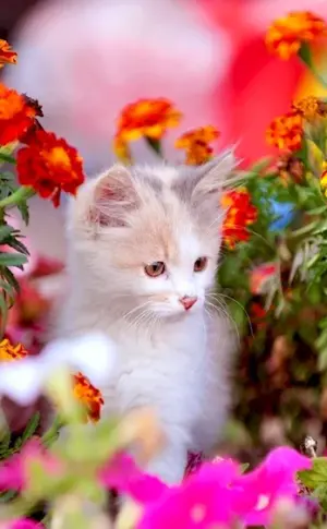 Cat in flowers