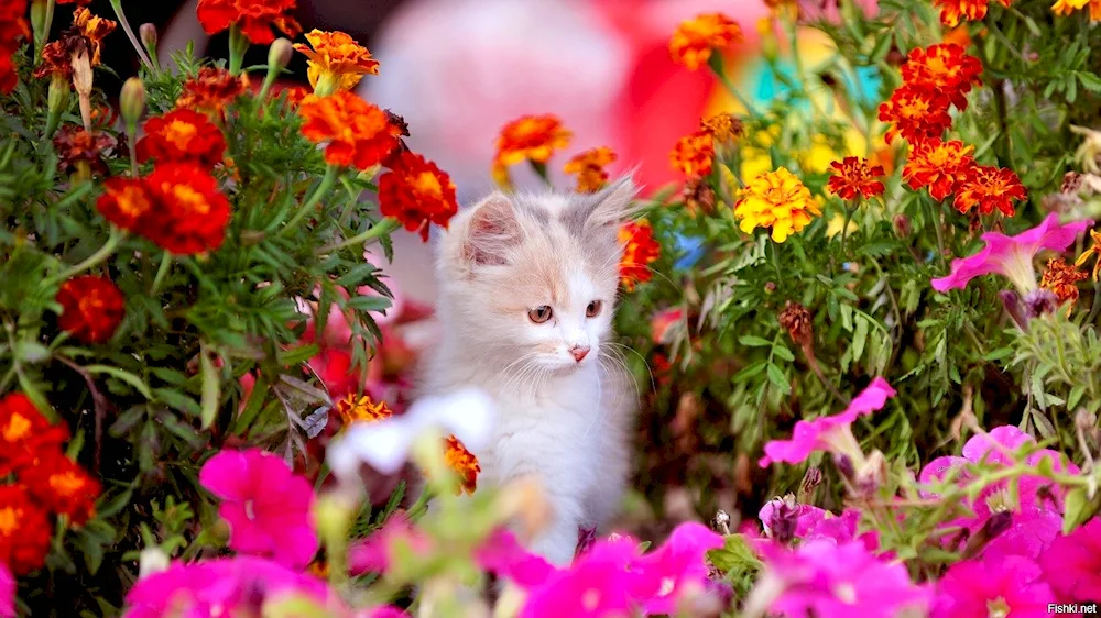 Cat in flowers