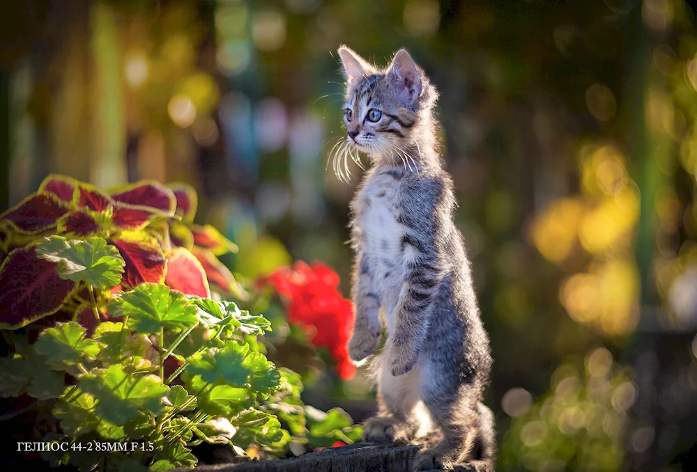 Cat in flowers