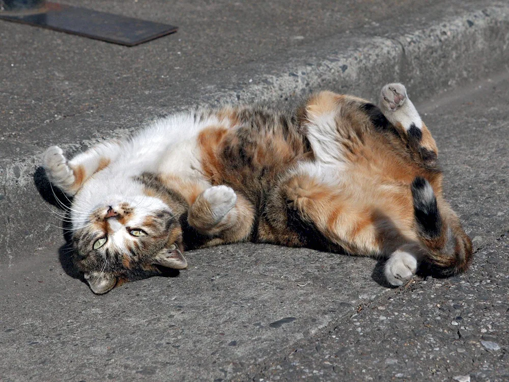 Kitten lying down