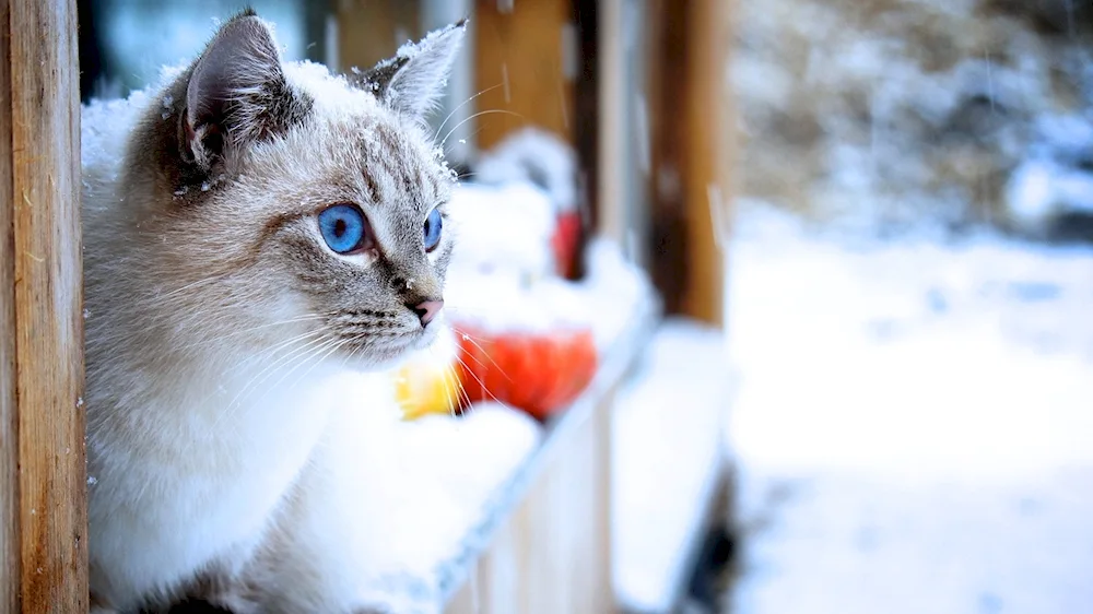 Winter cat