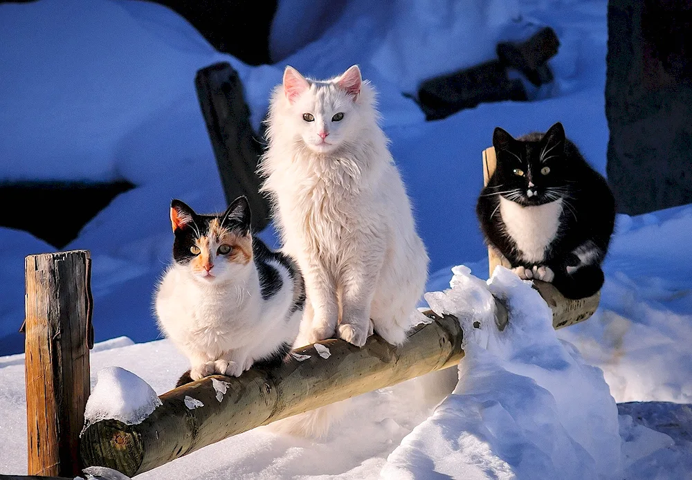 Alaskan snow cat