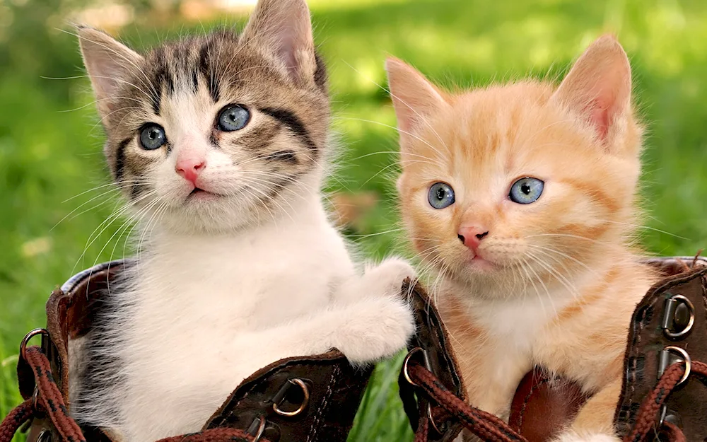 Grey and red kitten