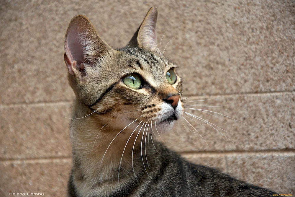 Cat European Shorthair grey striped