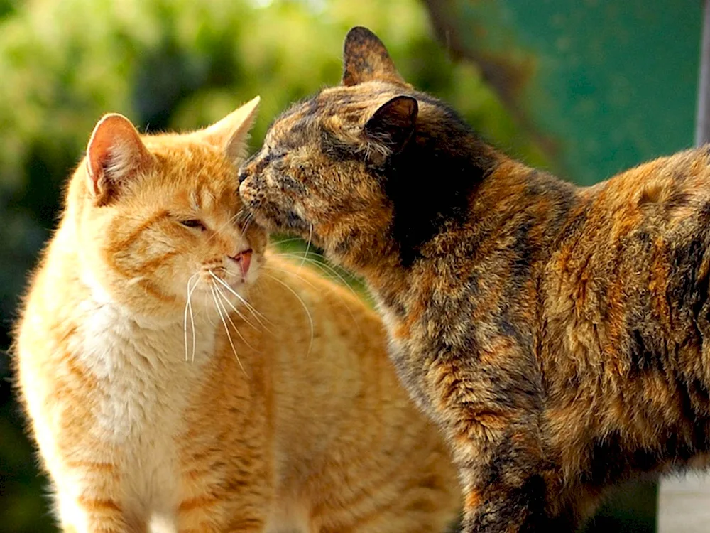 Cats on the window