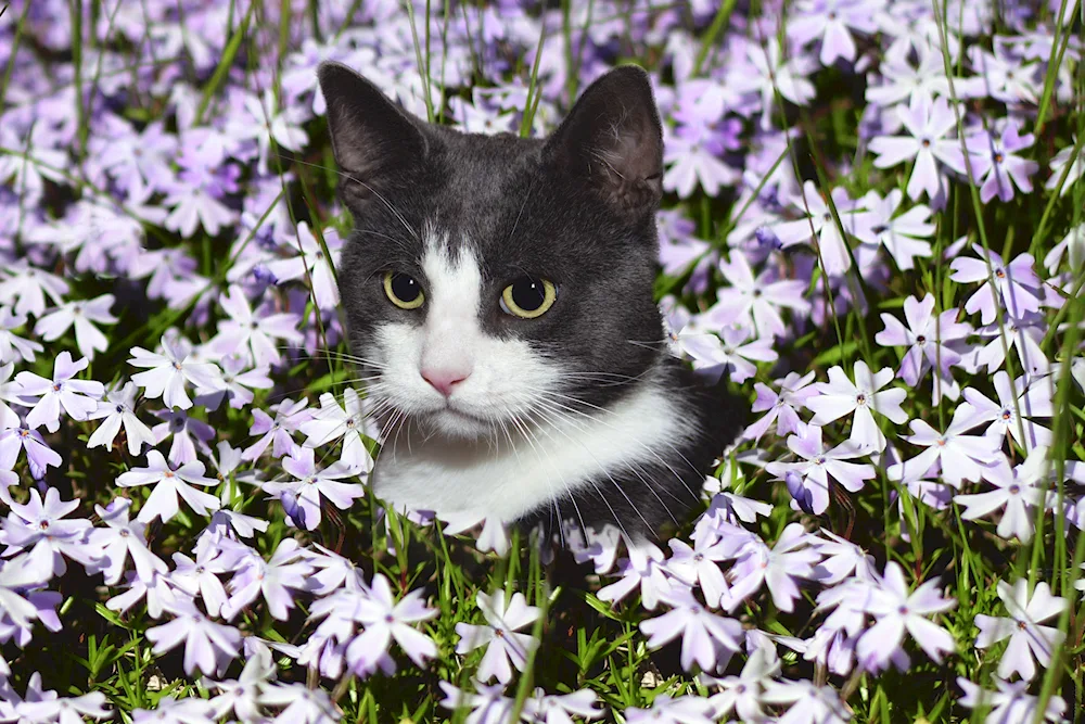 Cats and flowers