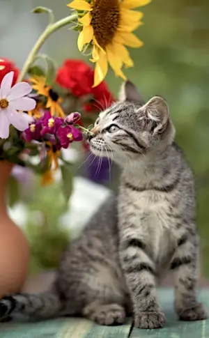 Cats and flowers