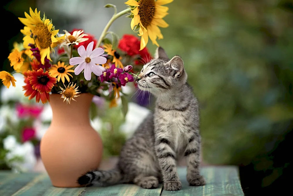 Cats and flowers