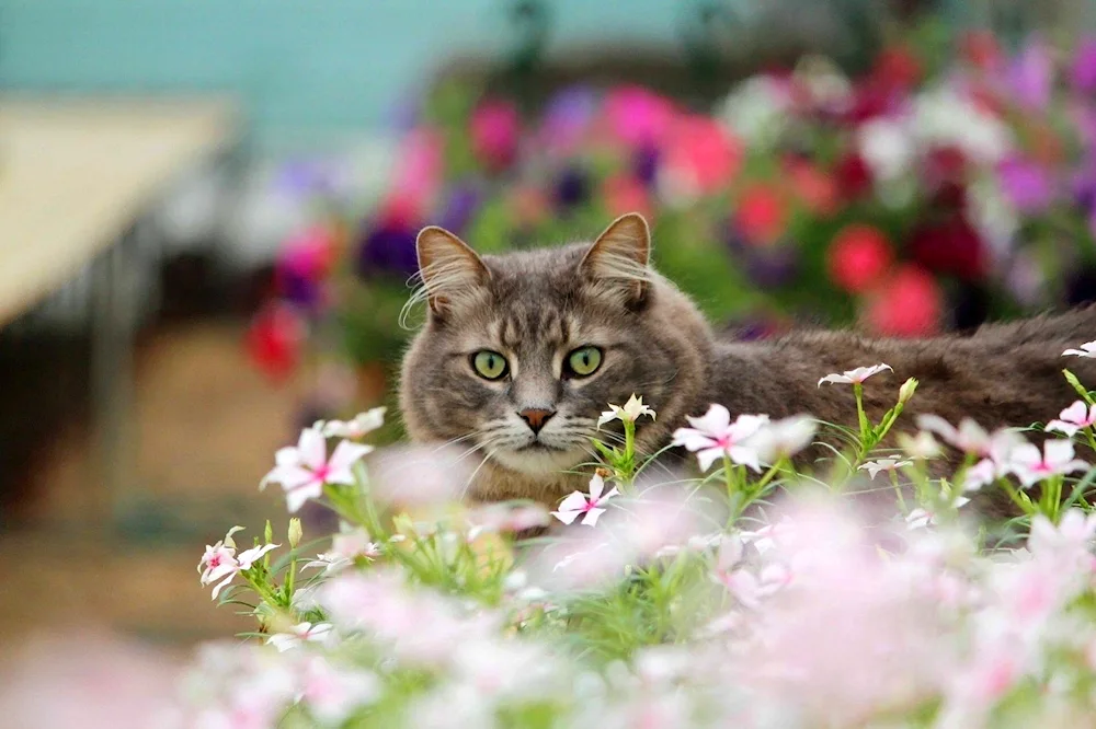 Lilac Siamese cat