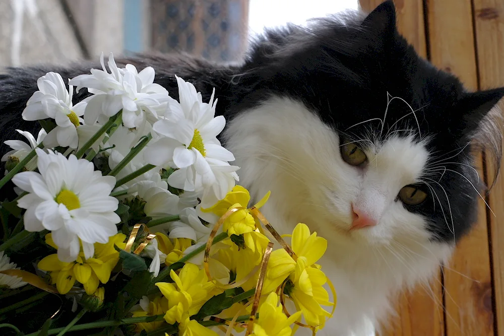 Cat in flowers