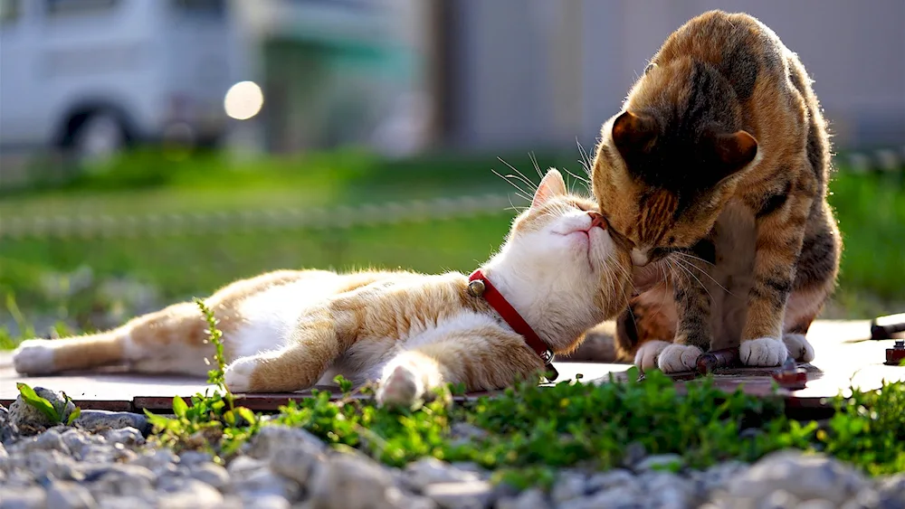 Cute sleeping kittens