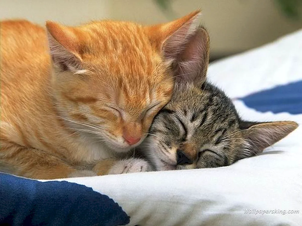 Cats cuddle