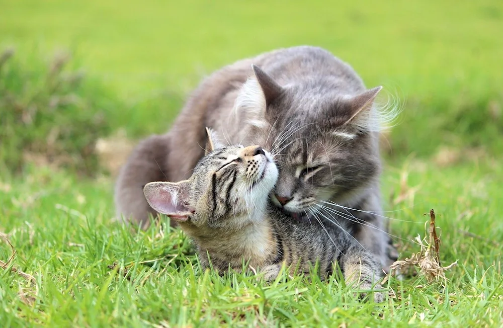 Cats cuddling