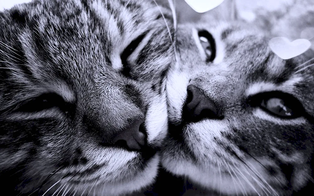 Cat love