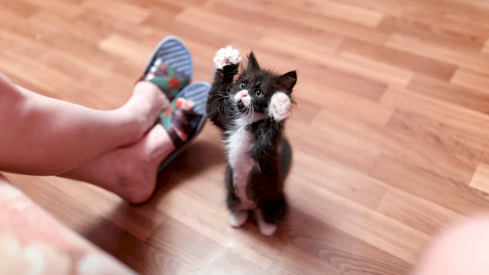 Kitten being stroked