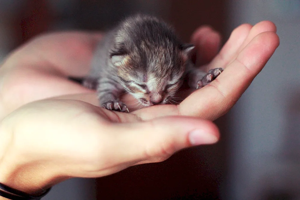 Small cats