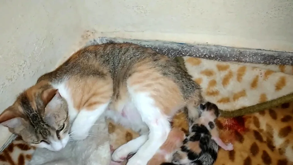 newborn kittens