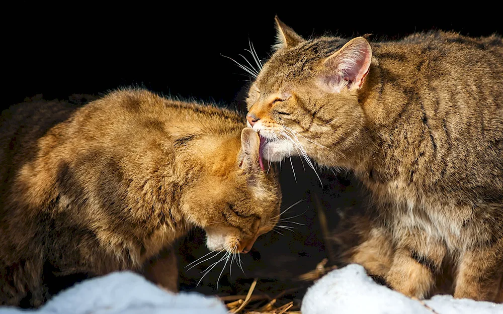 Cats cuddling