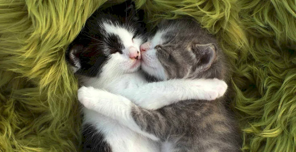 Cats cuddling