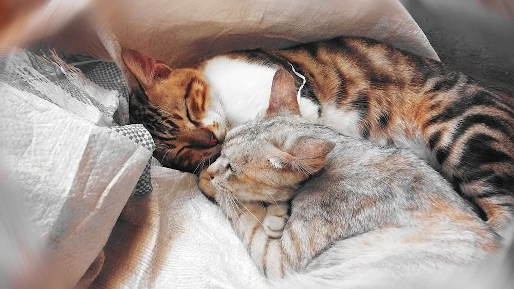 Cats cuddling