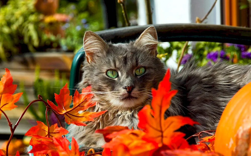 Cats in Autumn