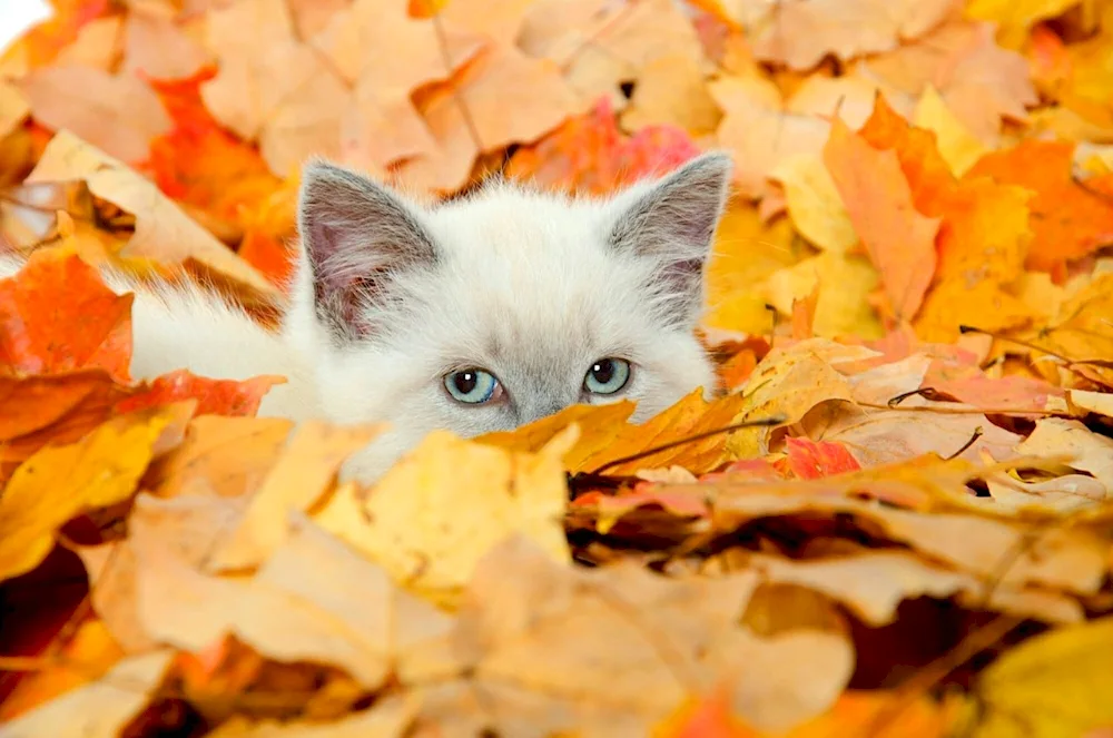 Autumn Cat kitty