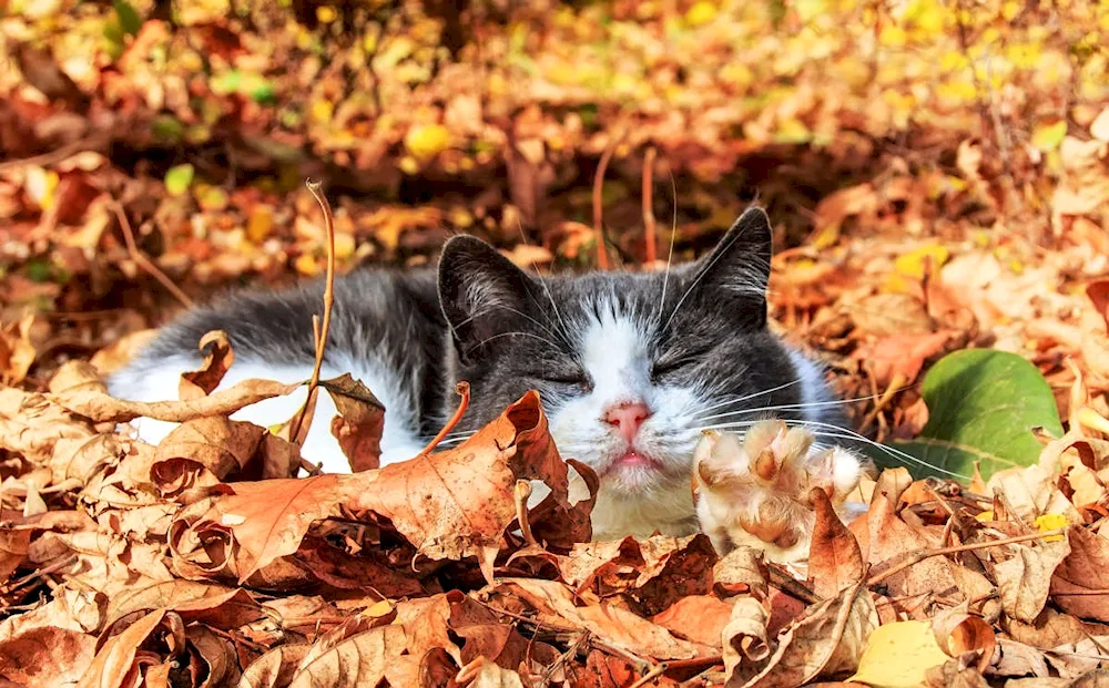 Autumn cat