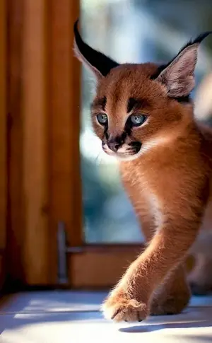 Caracal cat breed