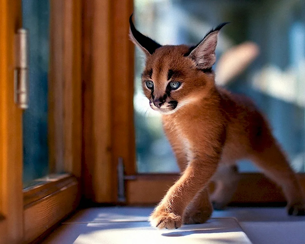 Caracal cat breed