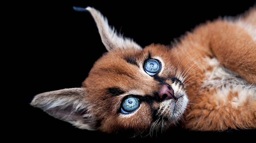 Caracal cat breed