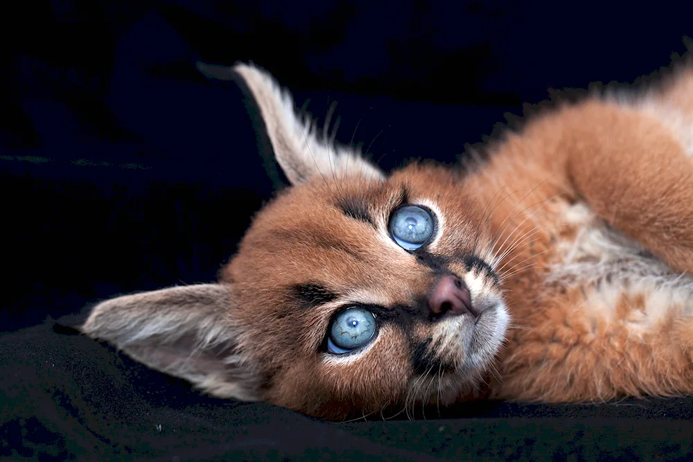 Caracal cat breed