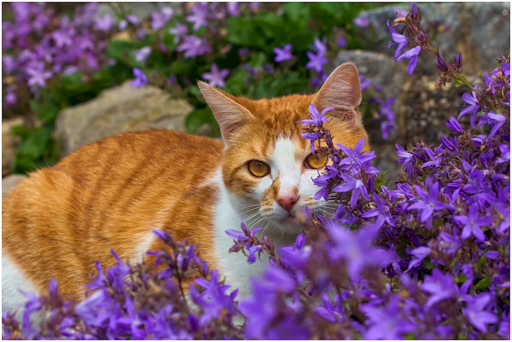 Cats in spring