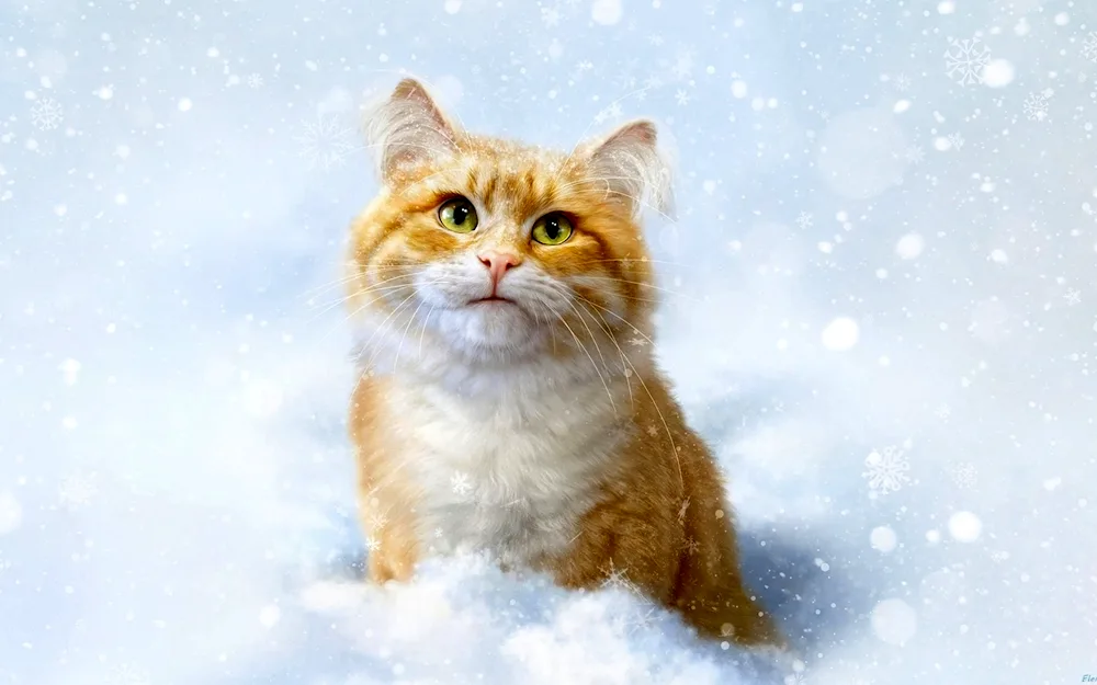 Winter cat